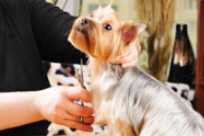 Find Bishop's Stortford Mobile Dog Grooming