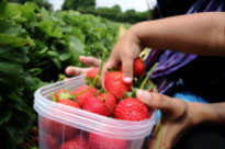 Find Local Strawberry Picking