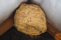 Find the UK Wasps Nests Removal